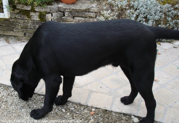 Photo de Labrador retriever