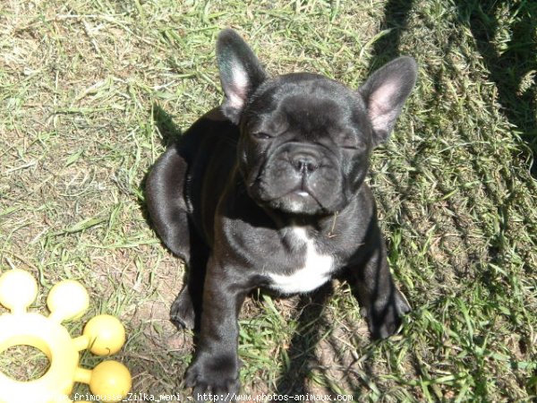 Photo de Bouledogue franais