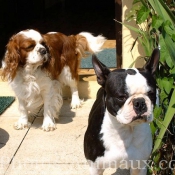 Photo de Cavalier king charles spaniel