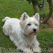 Photo de West highland white terrier