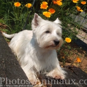 Photo de West highland white terrier