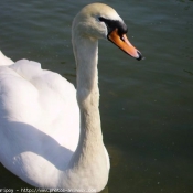 Photo de Cygne