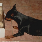 Photo de Pinscher allemand