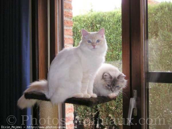 Photo de Ragdoll