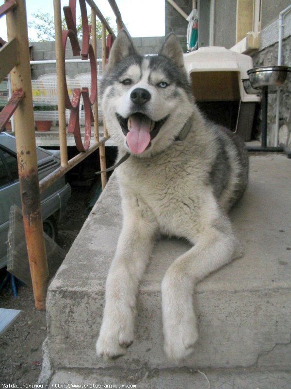 Photo de Husky siberien