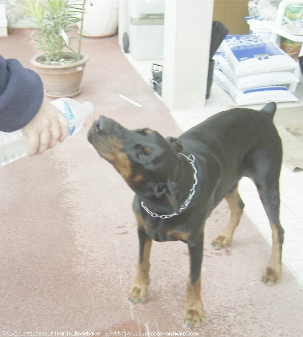 Photo de Dobermann