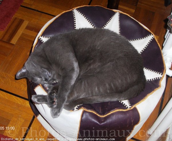 Photo de Chartreux