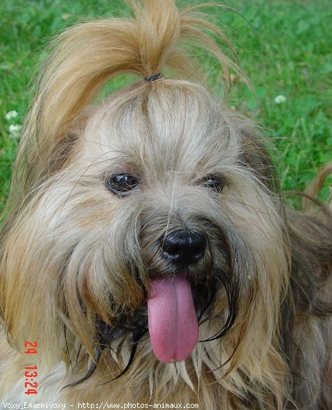 Photo de Lhassa apso