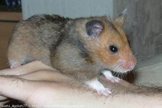 Photo de Hamster