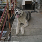 Photo de Husky siberien