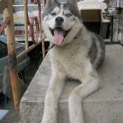 Photo de Husky siberien