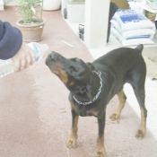 Photo de Dobermann