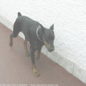 Photo de Dobermann