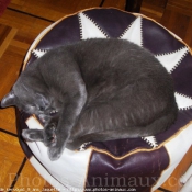 Photo de Chartreux