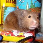 Photo de Hamster