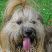 Photo de Lhassa apso