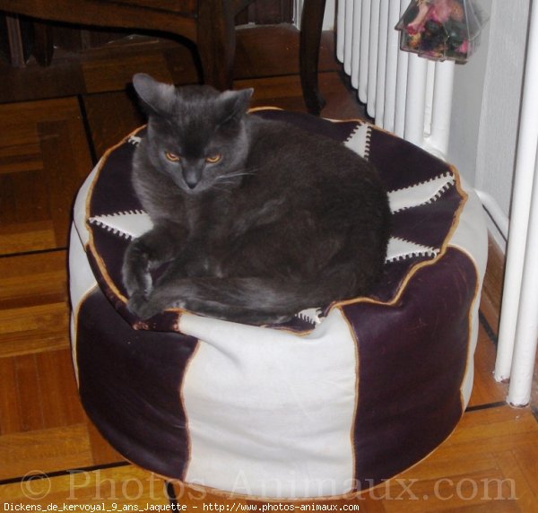 Photo de Chartreux