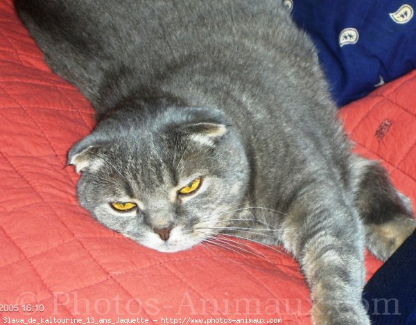 Photo de Scottish fold