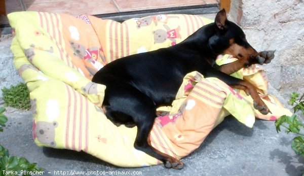 Photo de Pinscher allemand