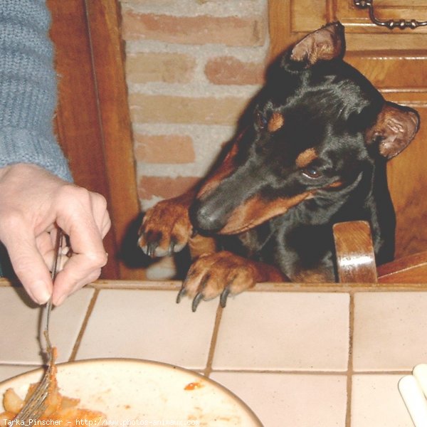 Photo de Pinscher allemand