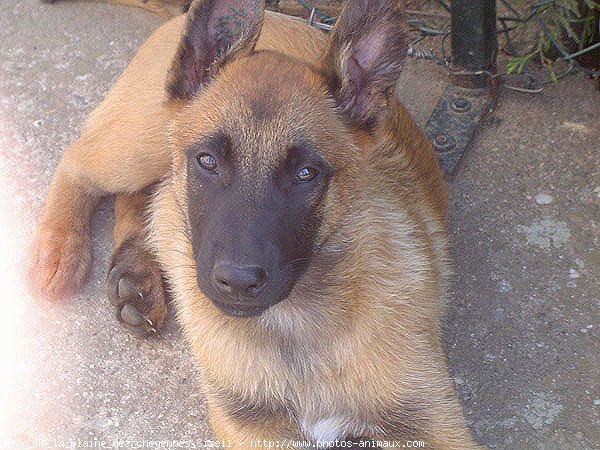 Photo de Berger belge malinois