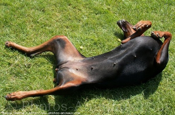 Photo de Dobermann