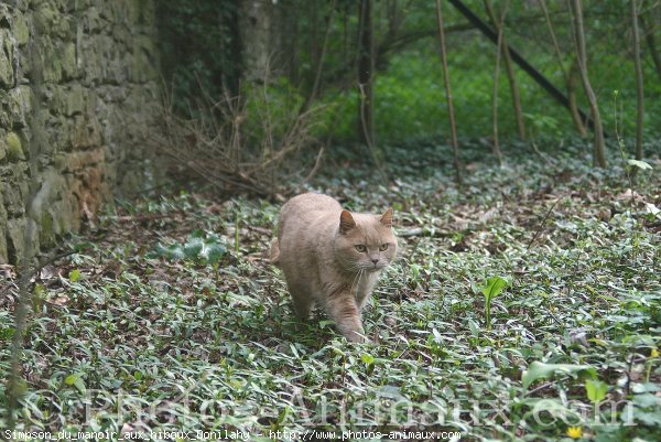 Photo de British shorthair