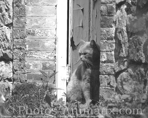 Photo de British shorthair