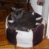 Photo de Chartreux