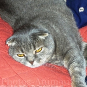 Photo de Scottish fold