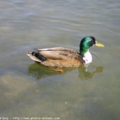 Photo de Canard