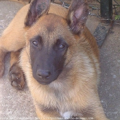 Photo de Berger belge malinois