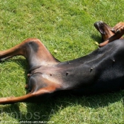 Photo de Dobermann