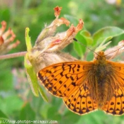 Photo de Papillon