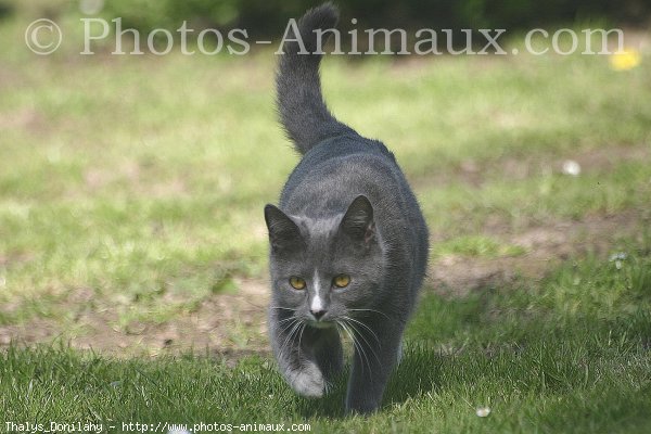 Photo de Croisement