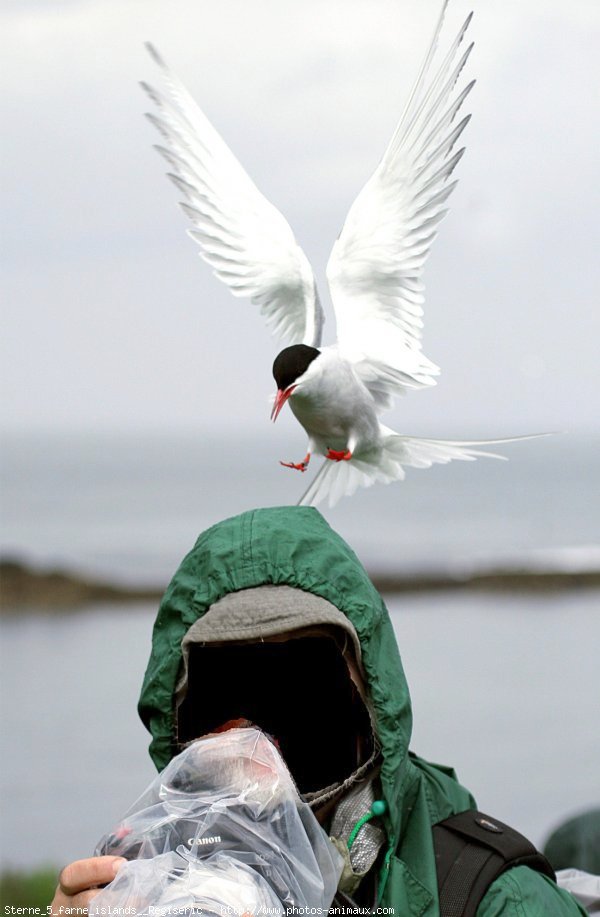 Photo de Races diffrentes