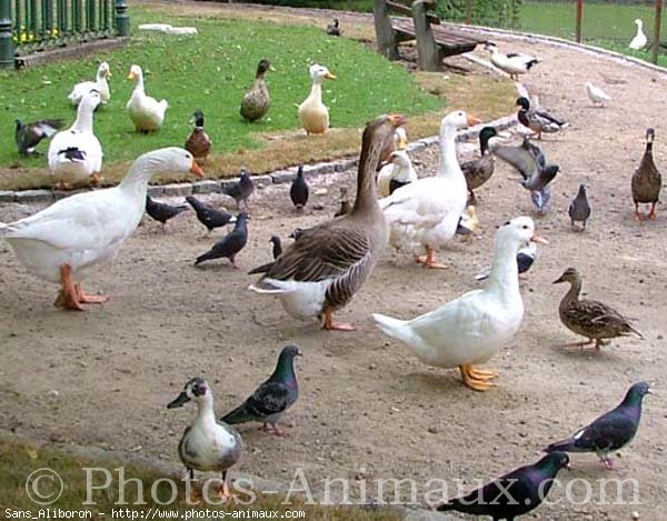 Photo de Races diffrentes