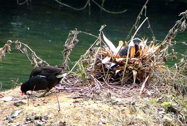 Photo de Poule