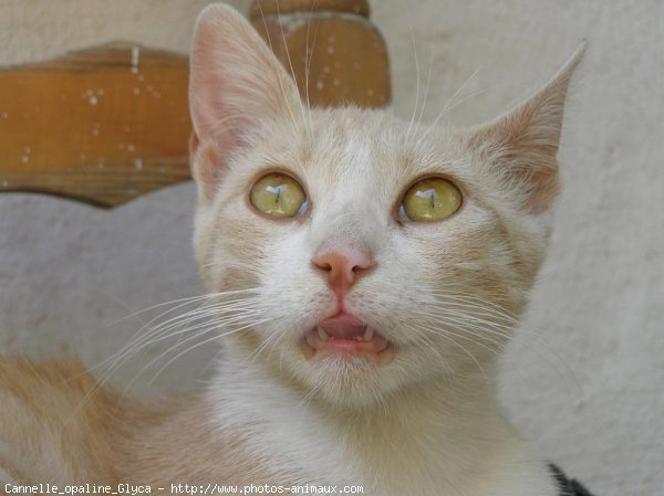 Photo de Chat domestique