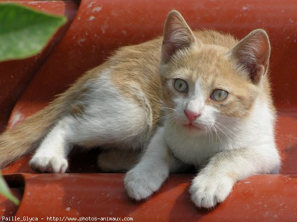 Photo de Chat domestique