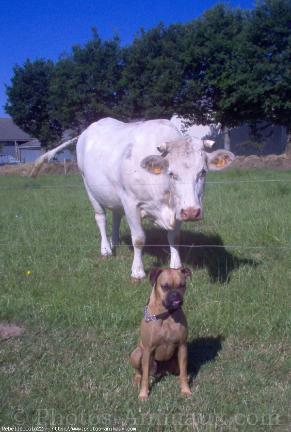 Photo de Boxer