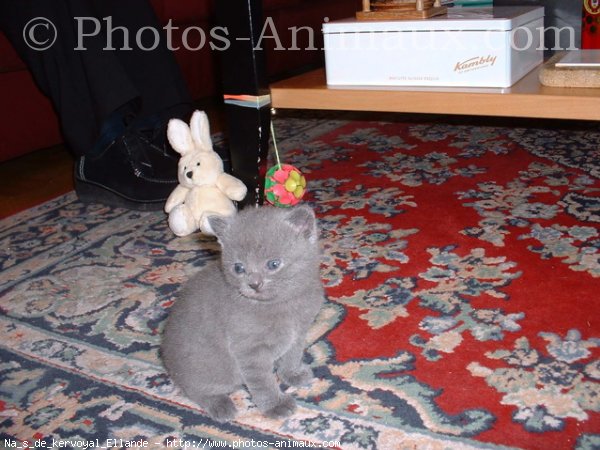 Photo de Chartreux