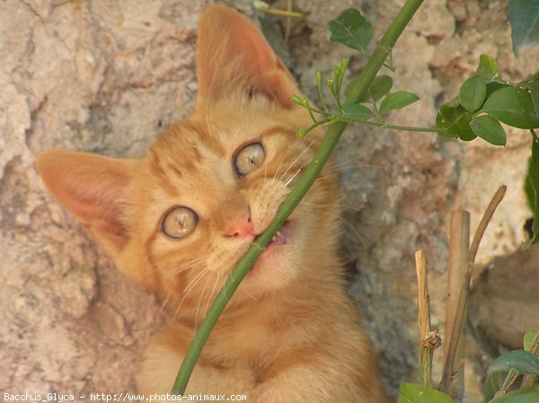 Photo de Chat domestique