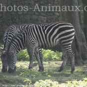 Photo de Zebre