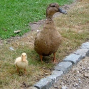 Photo de Canard