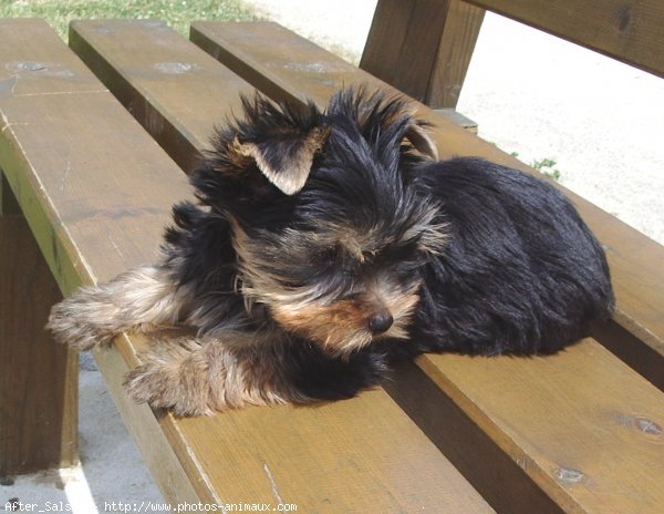 Photo de Yorkshire terrier