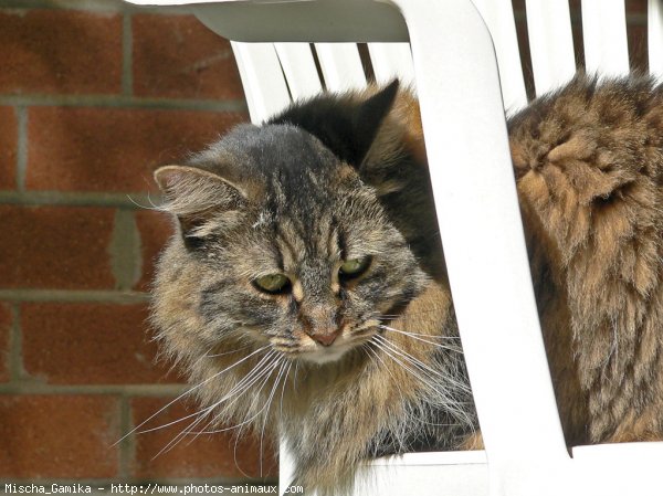 Photo de Chat domestique