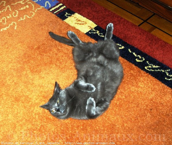 Photo de Chartreux