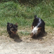 Photo de Yorkshire terrier