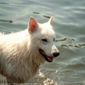 Photo de Berger blanc suisse